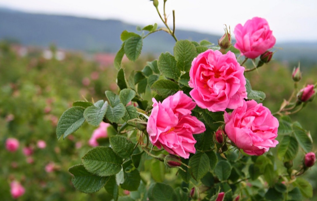 Intip Rahasia Keindahan Dan Energi Bunga Yang Ada Di Mamonde Garden